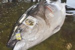 日本捕獲417公斤重金槍魚