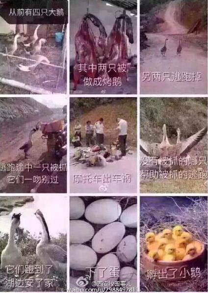 網(wǎng)紅鵝已被宰殺