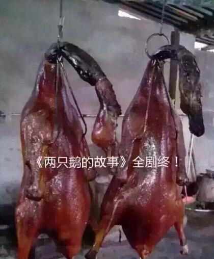 網(wǎng)紅鵝已被宰殺