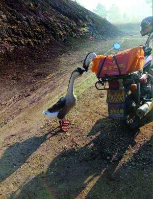 網(wǎng)紅鵝已被宰殺