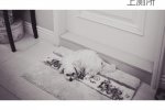 伊能靜嫉妒愛犬 伊能靜微博曬秦昊和愛犬的照片