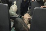 二師兄坐火車真相是彝族鄉親把豬趕到縣城去賣