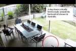 忠犬趕走毒蛇救主人