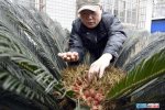 鐵樹結出鳳凰蛋 罕見