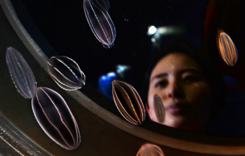 會發光的彩虹水母