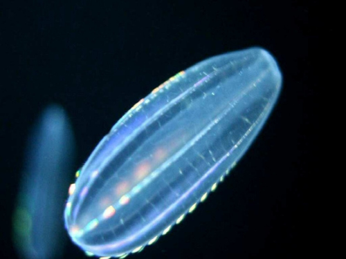 會發光的彩虹水母