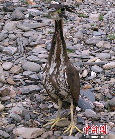 四川現(xiàn)最神秘鳥海南虎斑鳽