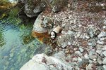 村民偶遇熊貓喝水 陜西佛坪自然保護區