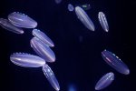 日本水族館展出會發(fā)光的彩虹水母