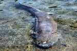 浙江省寧?？h發現1米多長娃娃魚