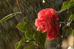 今天溫州天氣雨止轉(zhuǎn)陰天 明天早上氣溫較低后天就氣