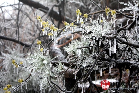 廣西寒潮影響 三月雨雪冰掛