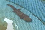 凈水廠現四腳魚 是娃娃魚