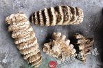 巫山縣農(nóng)民挖出東方劍齒象臼齒化石