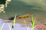 敦煌月牙泉再現(xiàn)罕見鐵背魚 其實(shí)就是鯽魚