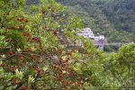 永嘉楊梅采摘活動(dòng)報(bào)名 6月7日上午楠溪江