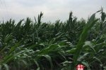 河北玉田縣大風天氣造成農作物受災