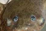 澳洲驚現(xiàn)四眼生物 這動(dòng)物看起來像四眼魚