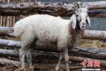 半歲綿羊五只犄角 真稀奇