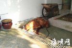 藏獒沒吃飽咬主人 畜生就是畜生