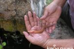男子發現像龍生物 洞螈