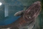 青島漁民捕獲怪頭魚 鮣魚