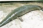 老漁民捉到怪魚 這到底是什么魚