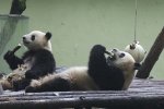 大熊貓不再瀕危 藏羚羊不再瀕危