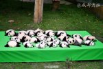 宇宙第一天團萌癱 23只大熊貓幼崽亮相集體熊貓癱
