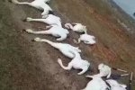 233只天鵝遭捕殺 7名偷獵嫌疑人落網(wǎng)