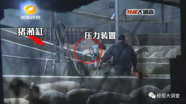 商販給生豬灌泥漿