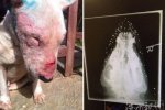 狗腦袋內(nèi)嵌50顆子彈 能活下來真是奇跡