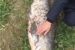 男子釣巨無霸大魚