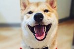 柴犬愛看電視走紅 一只愛看電視的寵物狗