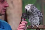 鸚鵡秀驚人詞匯量 動物智商驚呆網友