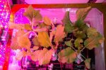 NASA打造太空農場 在太空種植蔬菜