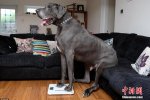 英國最大犬如小象長2米高1米
