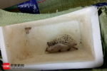 快遞刺猬一死一傷 快遞郵寄動物違規