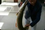 網(wǎng)曝高校釣起怪魚鱷雀鱔