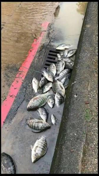 野生魚龜被沖上岸