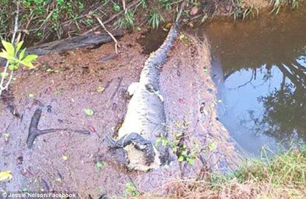 男子被控斬首鱷魚