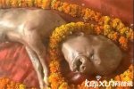 印母牛產人面牛犢太稀奇了