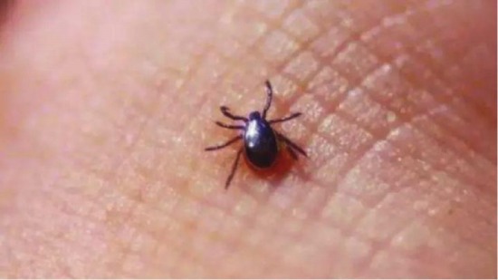 紹興男子被恙蟲咬后發高燒