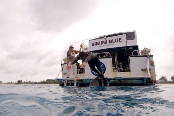 飛魚對戰(zhàn)大白鯊