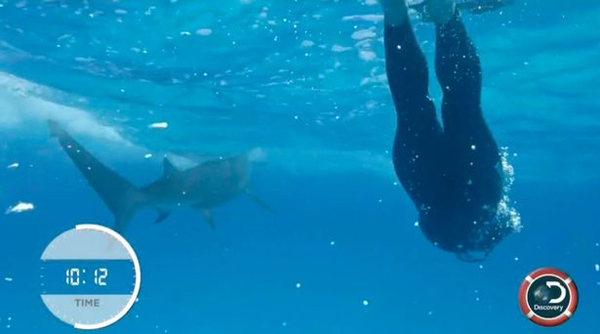 飛魚對戰(zhàn)大白鯊