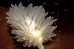 冰蓋下現奇異生物 北極水母骷髏蝦