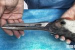 3D打印鈦合金鳥嘴 給丹頂鶴裝假嘴