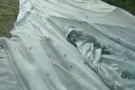 大棚放飛十萬蝗蟲 螞蚱是東亞飛蝗