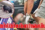 男子逗弄黑熊被咬 縫了1000針