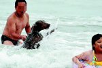 浴場現(xiàn)人狗同浴危害他人安全